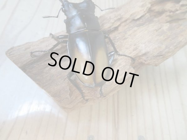 画像3: 新成虫☆WF3☆パリーフタマタクワガタ(亜種ディロレイ)♂72ミリ♀38ミリペア販売!! (3)