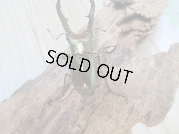 画像3: 新成虫☆F2☆メタリフェルホソアカクワガタ(サンギレンシス)♂60ミリ♀フリーサイズペア販売!! (3)