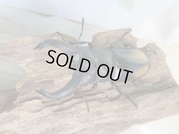 画像2: 新成虫☆WF3☆パリーフタマタクワガタ(亜種ディロレイ)♂71ミリ♀37ミリペア販売!! (2)