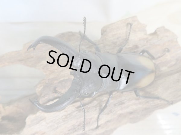 画像2: 新成虫☆WF3☆パリーフタマタクワガタ(亜種ディロレイ)♂72ミリ♀38ミリペア販売!! (2)