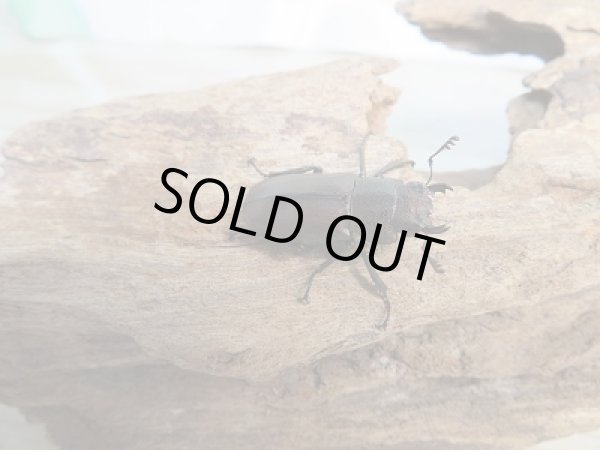 画像4: 新成虫☆F2☆メタリフェルホソアカクワガタ(サンギレンシス)♂60ミリ♀フリーサイズペア販売!! (4)