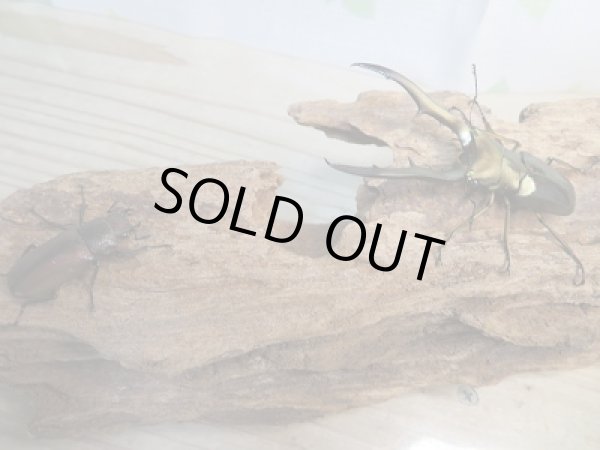 画像5: 新成虫☆F2☆メタリフェルホソアカクワガタ(サンギレンシス)♂71ミリ♀フリーサイズペア販売!! (5)