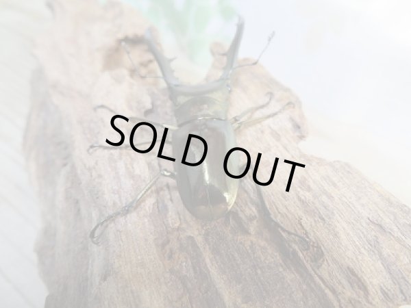 画像3: 新成虫☆F2☆メタリフェルホソアカクワガタ(サンギレンシス)♂71ミリ♀フリーサイズペア販売!! (3)