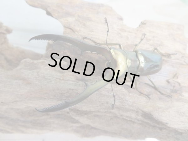 画像2: 新成虫☆F2☆メタリフェルホソアカクワガタ（サンギレンシス）♂65ミリ♀フリーサイズペア販売！！ (2)