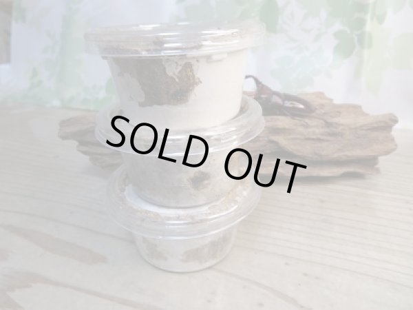 画像2: ☆人気種☆フォルスターフタマタクワガタ(亜種ニシ)初二令幼虫3頭セット販売!! (2)