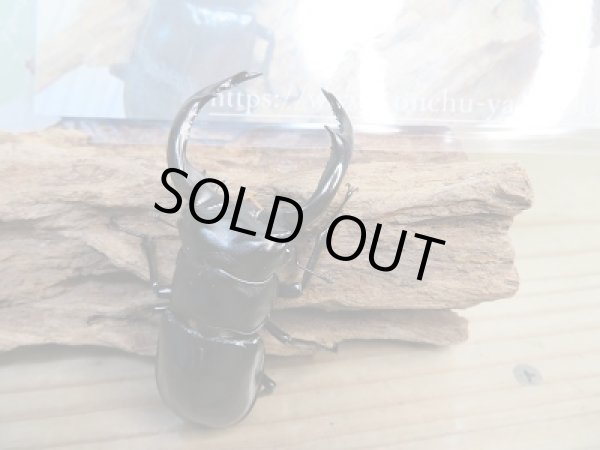 画像4: 追加限定1セットのみ☆DV産☆ウエストウッディオオシカクワガタ(原名亜種)初二令幼虫3頭セット販売!! (4)