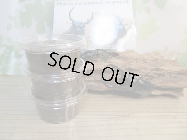 画像2: 追加限定1セットのみ☆DV産☆ウエストウッディオオシカクワガタ(原名亜種)初二令幼虫3頭セット販売!! (2)