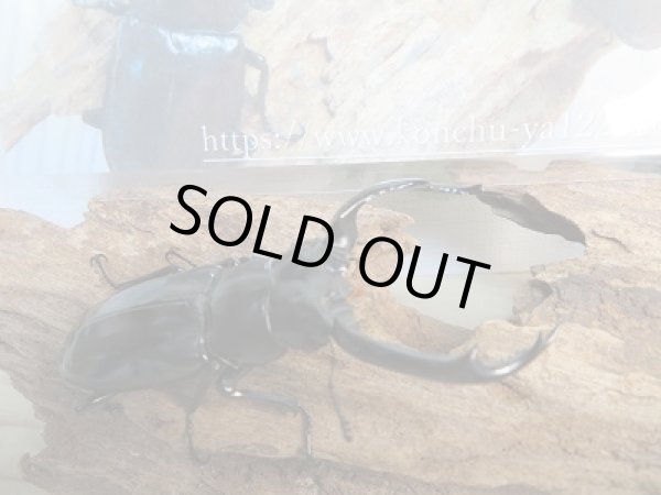 画像3: 追加限定1セットのみ☆DV産☆ウエストウッディオオシカクワガタ(原名亜種)初二令幼虫3頭セット販売!! (3)