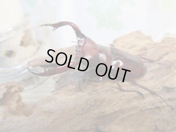 画像3: ☆人気種☆フォルスターフタマタクワガタ(亜種ニシ)初二令幼虫3頭セット販売!! (3)