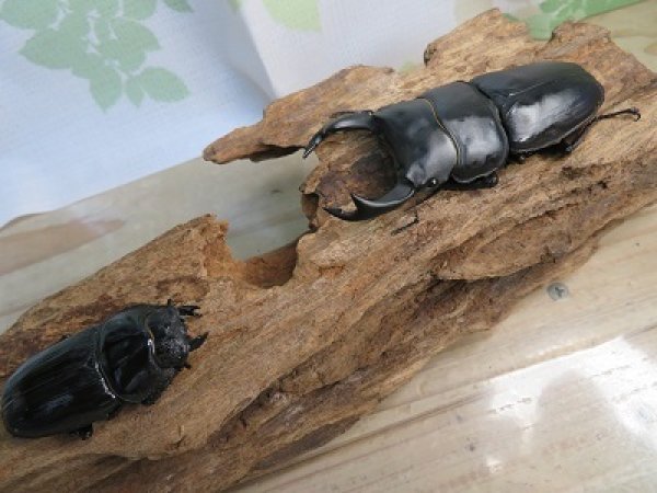 画像5: 新成虫☆某有名血統☆国産オオクワガタ♂78ミリ♀50ミリペア販売!! (5)