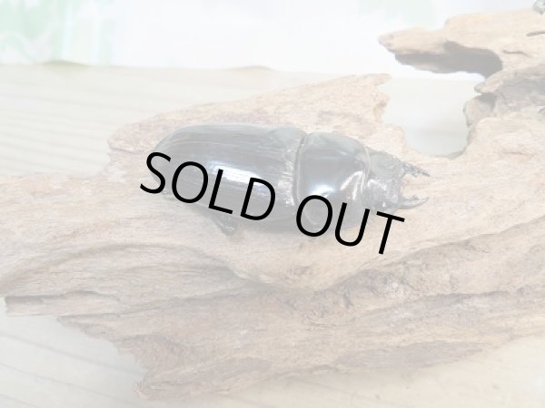 画像4: 新成虫☆某有名血統☆国産オオクワガタ♂79ミリ♀51ミリペア販売!! (4)