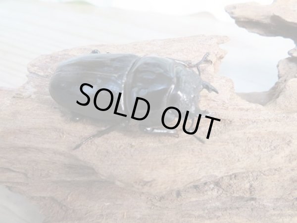 画像4: 新成虫☆能勢YG血統☆国産オオクワガタ♂78ミリ♀48ミリペア販売!! (4)