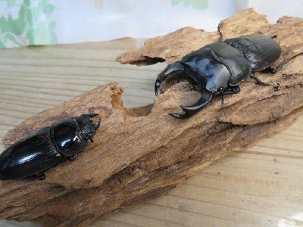 画像5: 新成虫☆某有名血統☆国産オオクワガタ♂81ミリ♀52ミリペア販売!! (5)