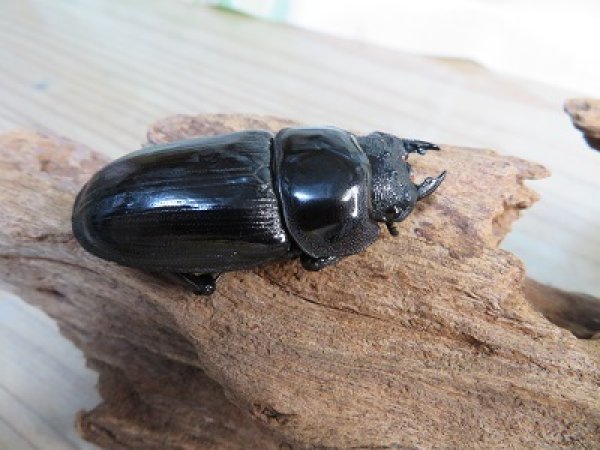 画像4: 新成虫☆某有名血統☆国産オオクワガタ♂81ミリ♀52ミリペア販売!! (4)