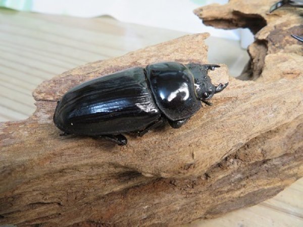 画像4: 新成虫☆某有名血統☆国産オオクワガタ♂78ミリ♀50ミリペア販売!! (4)