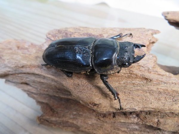 画像4: 新成虫☆能勢YG血統☆国産オオクワガタ♂79ミリ♀-A´51ミリペア販売!! (4)