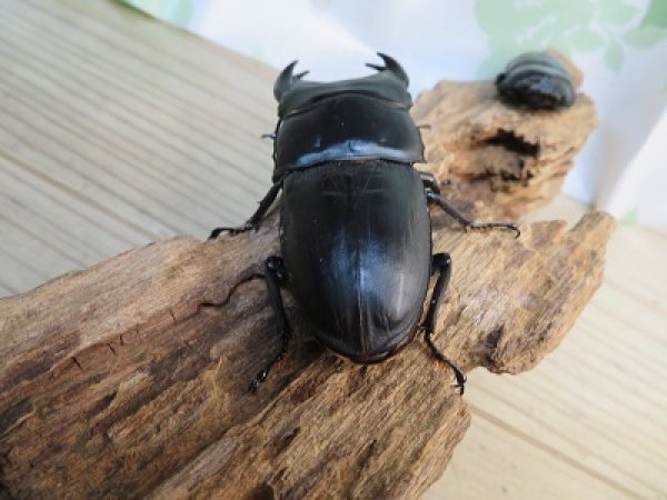 画像3: 新成虫☆某有名血統☆国産オオクワガタ♂81ミリ♀52ミリペア販売!! (3)