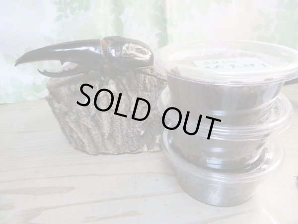 画像3: ★極太極短血統★D・H・ヘラクレス初二令幼虫3頭セット販売!! (3)