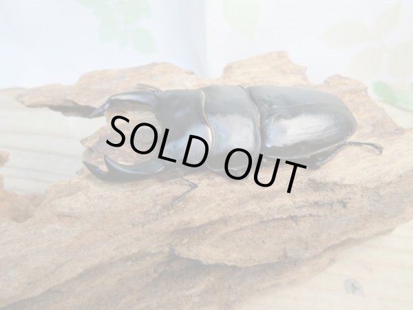 画像2: 新成虫☆某有名血統☆国産オオクワガタ♂79ミリ♀51ミリペア販売!! (2)