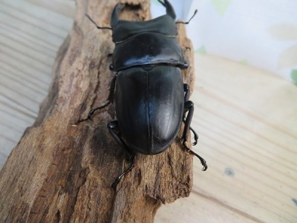 画像3: 新成虫☆能勢YG血統☆国産オオクワガタ♂79ミリ♀-A´51ミリペア販売!! (3)