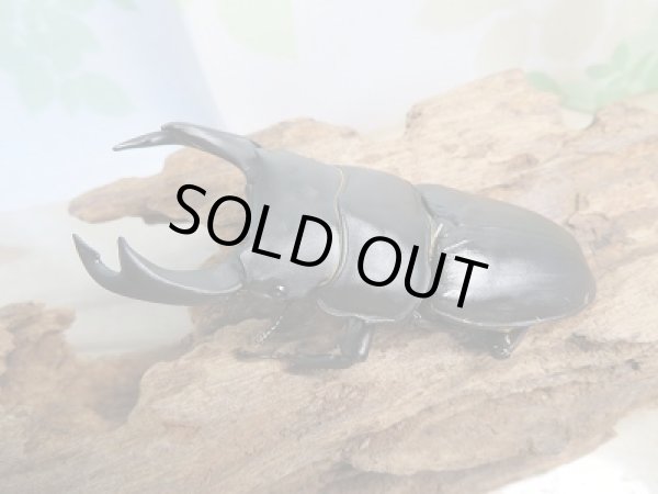 画像1: 新成虫☆某有名血統☆国産オオクワガタ♂78ミリ♀49ミリペア販売！！ (1)