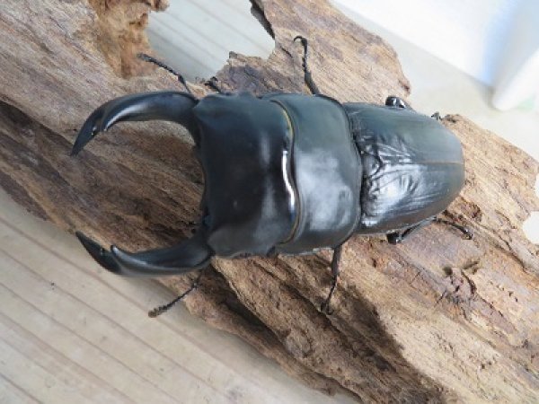 画像2: 新成虫☆某有名血統☆国産オオクワガタ♂81ミリ♀52ミリペア販売!! (2)