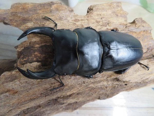 画像2: 新成虫☆某有名血統☆国産オオクワガタ♂78ミリ♀50ミリペア販売!! (2)