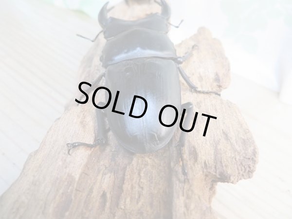 画像3: 新成虫☆能勢YG血統☆国産オオクワガタ♂78ミリ♀48ミリペア販売!! (3)