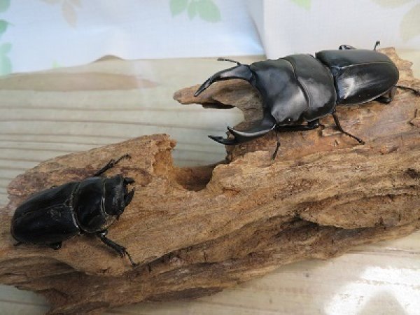 画像5: 新成虫☆能勢YG血統☆国産オオクワガタ♂79ミリ♀-A´51ミリペア販売!! (5)