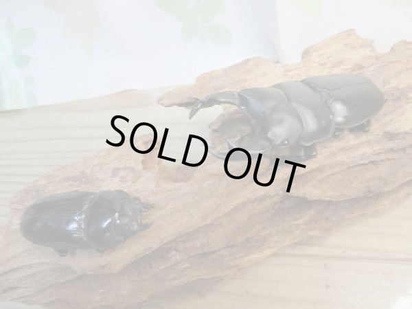 画像5: 新成虫☆某有名血統☆国産オオクワガタ♂79ミリ♀51ミリペア販売!! (5)