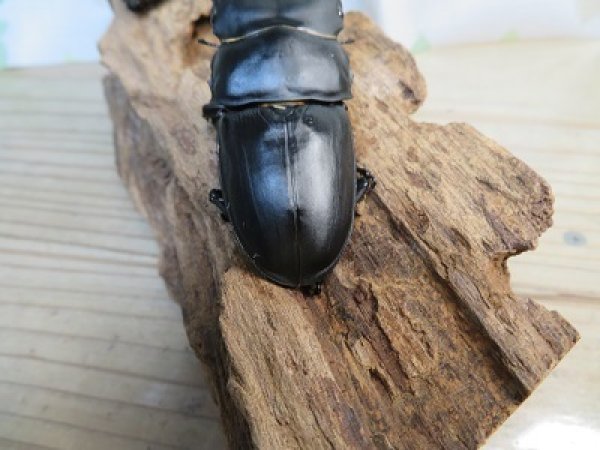 画像3: 新成虫☆某有名血統☆国産オオクワガタ♂78ミリ♀49ミリペア販売!! (3)