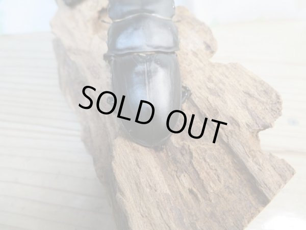 画像3: 新成虫☆某有名血統☆国産オオクワガタ♂78ミリ♀49ミリペア販売！！ (3)