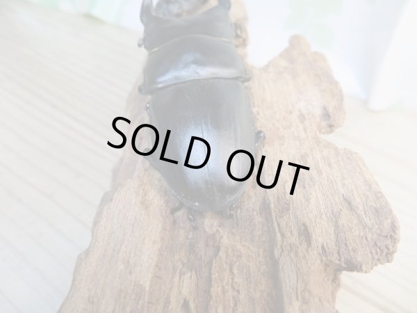 画像3: 新成虫☆某有名血統☆国産オオクワガタ♂79ミリ♀51ミリペア販売!! (3)