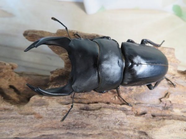 画像2: 新成虫☆能勢YG血統☆国産オオクワガタ♂79ミリ♀-A´51ミリペア販売!! (2)
