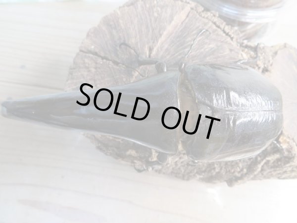 画像2: ★極太極短血統★D・H・ヘラクレス初二令幼虫3頭セット販売!! (2)