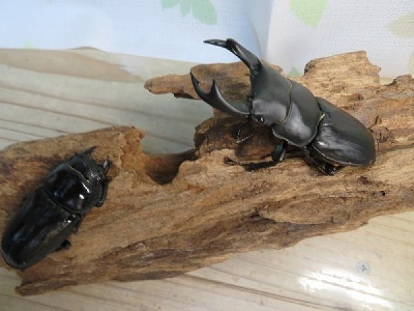 画像5: 新成虫☆某有名血統☆国産オオクワガタ♂78ミリ♀49ミリペア販売!! (5)