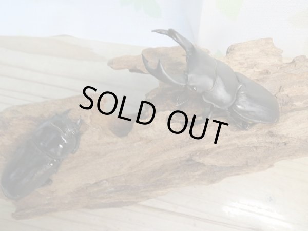 画像5: 新成虫☆某有名血統☆国産オオクワガタ♂78ミリ♀49ミリペア販売！！ (5)