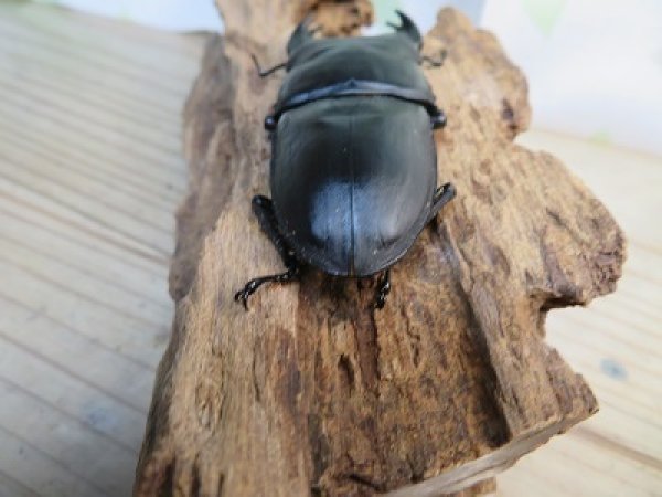 画像3: 新成虫☆某有名血統☆国産オオクワガタ♂78ミリ♀50ミリペア販売!! (3)