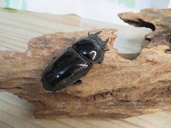 画像4: 新成虫☆某有名血統☆国産オオクワガタ♂78ミリ♀49ミリペア販売!! (4)