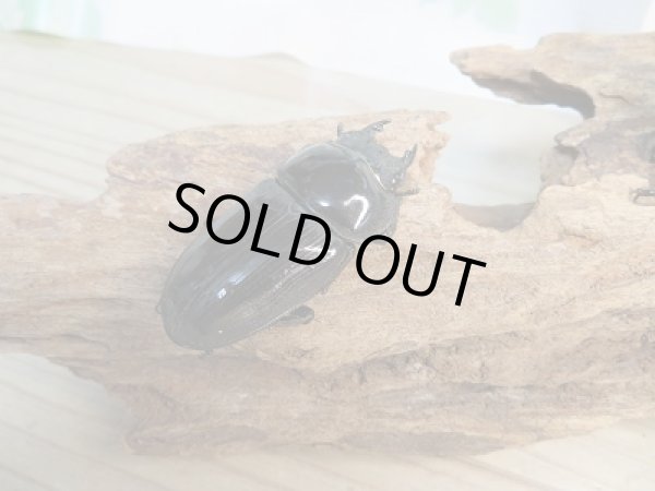 画像4: 新成虫☆某有名血統☆国産オオクワガタ♂78ミリ♀49ミリペア販売！！ (4)