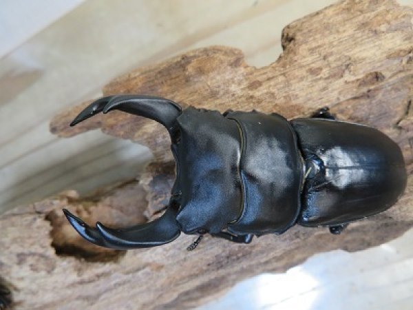 画像2: 新成虫☆某有名血統☆国産オオクワガタ♂78ミリ♀49ミリペア販売!! (2)