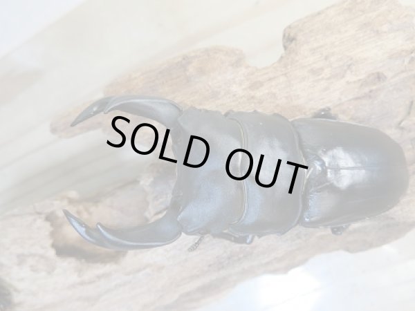 画像2: 新成虫☆某有名血統☆国産オオクワガタ♂78ミリ♀49ミリペア販売！！ (2)