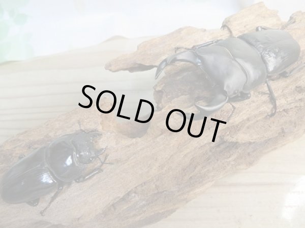 画像5: 新成虫☆能勢YG血統☆国産オオクワガタ♂78ミリ♀48ミリペア販売!! (5)