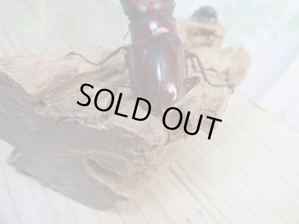 画像3: ☆新成虫☆フォルスターフタマタクワガタ(亜種ニシ)♂70ミリ♀42ミリ別血統ペア販売!! (3)