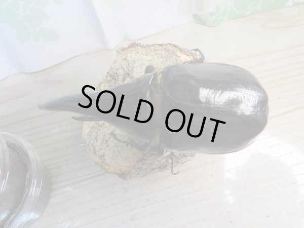 画像2: ★超有名極太極短血統★D・H・ヘラクレス初二令幼虫3頭セット販売!! (2)