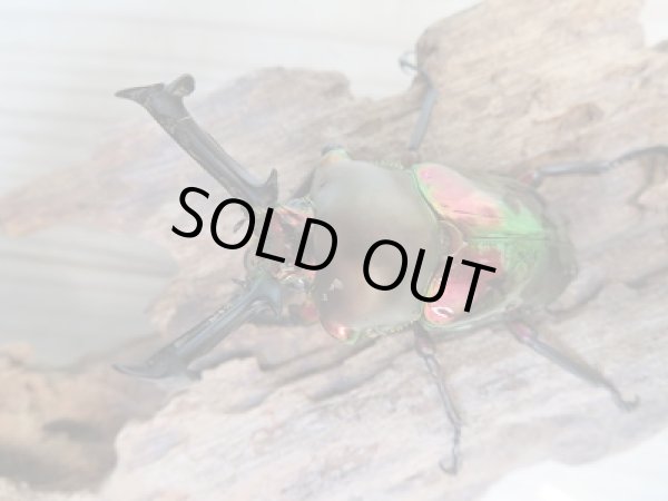 画像2: ★レッド血統★ ニジイロクワガタ♂57ミリ♀フリーサイズペア販売！！ (2)