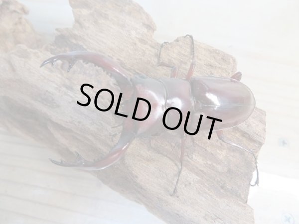 画像2: ☆新成虫☆フォルスターフタマタクワガタ(亜種ニシ)♂70ミリ♀42ミリ別血統ペア販売!! (2)