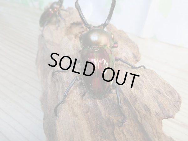 画像3: ★レッド血統★ ニジイロクワガタ♂57ミリ♀フリーサイズペア販売！！ (3)