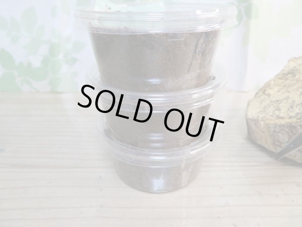 画像3: ★超有名極太極短血統★D・H・ヘラクレス初二令幼虫3頭セット販売!! (3)