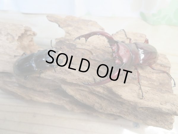 画像5: ☆新成虫☆フォルスターフタマタクワガタ(亜種ニシ)♂70ミリ♀42ミリ別血統ペア販売!! (5)